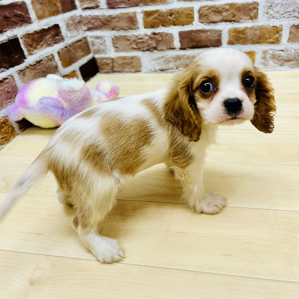 愛知県のキャバリアキングチャールズスパニエル (犬の家＆猫の里七宝店/2025年8月3日生まれ/男の子/ブレンハイム)の子犬の1枚目の画像