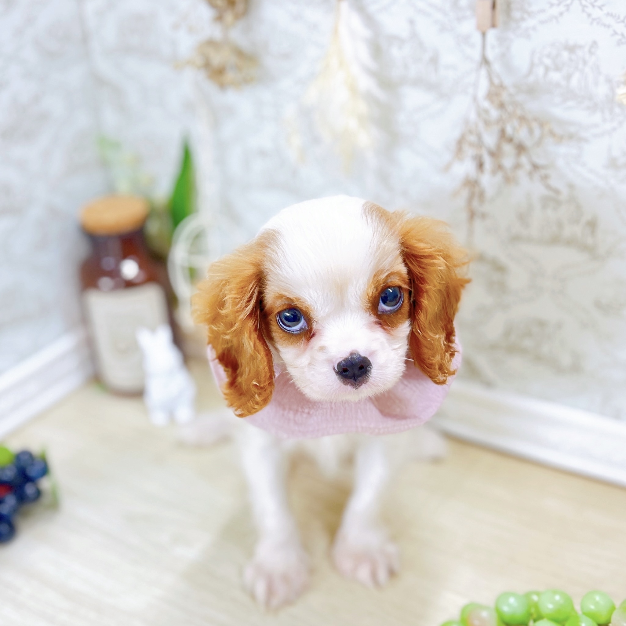 福井県のキャバリアキングチャールズスパニエル (犬の家＆猫の里アミーゴ福井大和田店/2025年8月3日生まれ/女の子/ブレンハイム)の子犬