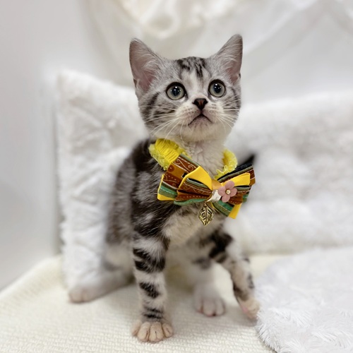 岐阜県のアメリカンショートヘアー (犬の家＆猫の里カラフルタウン岐阜店/2025年8月8日生まれ/男の子/シルバータビーホワイト)の子猫の3枚目の画像