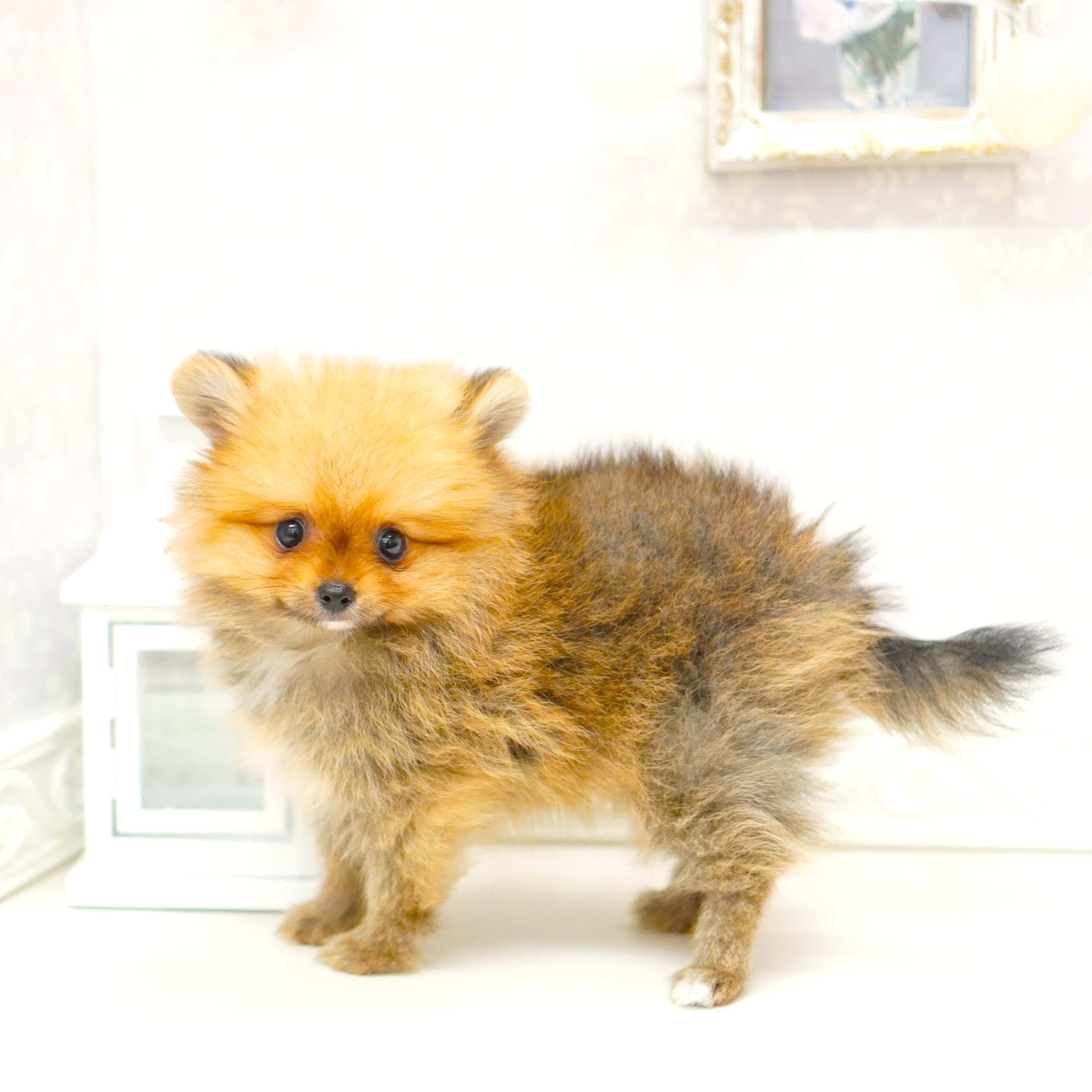 富山県のポメラニアン (犬の家＆猫の里アミーゴ山室店/2025年8月8日生まれ/女の子/オレンジセーブル)の子犬の3枚目の画像