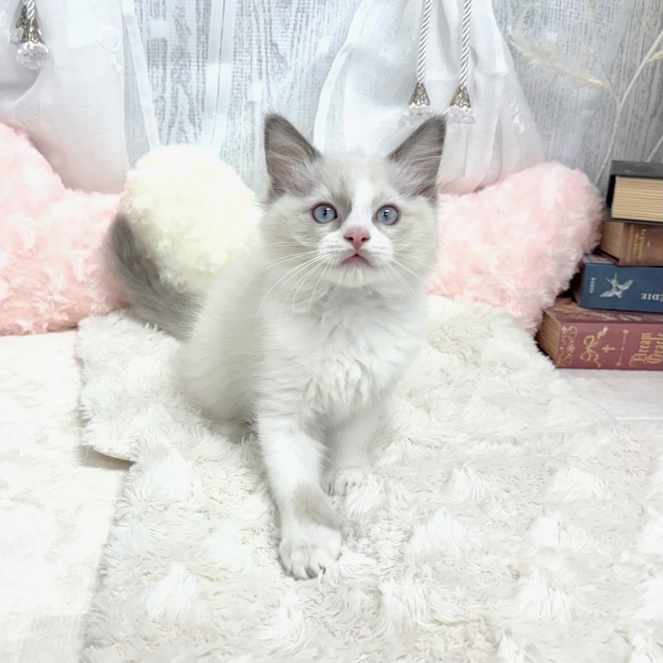 神奈川県のラグドール (犬の家＆猫の里相模原店/2025年8月7日生まれ/女の子/ブルーポイントバイカラー)の子猫の3枚目の画像