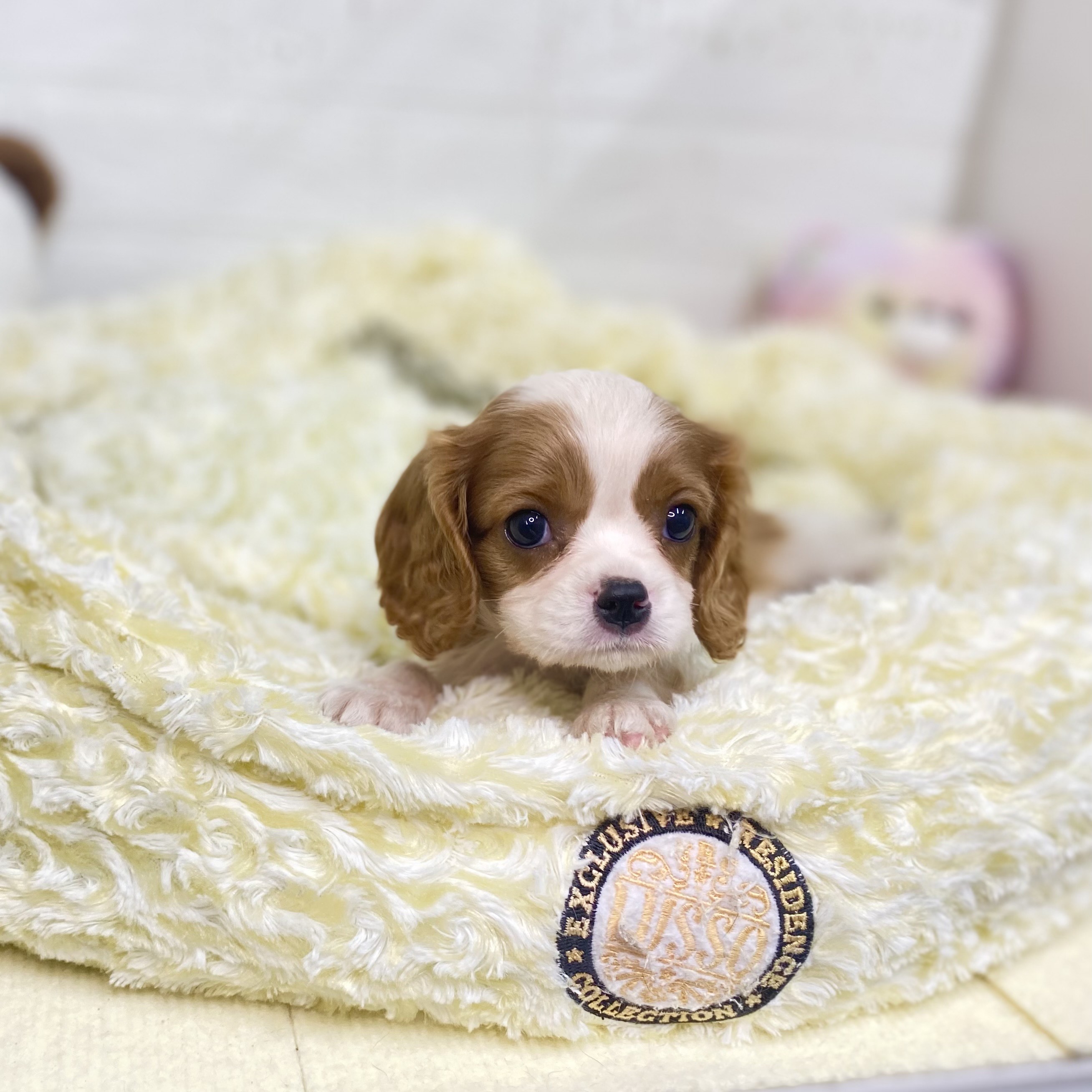長野県のキャバリアキングチャールズスパニエル (犬の家＆猫の里長野店/2025年8月6日生まれ/女の子/ブレンハイム)の子犬の3枚目の画像
