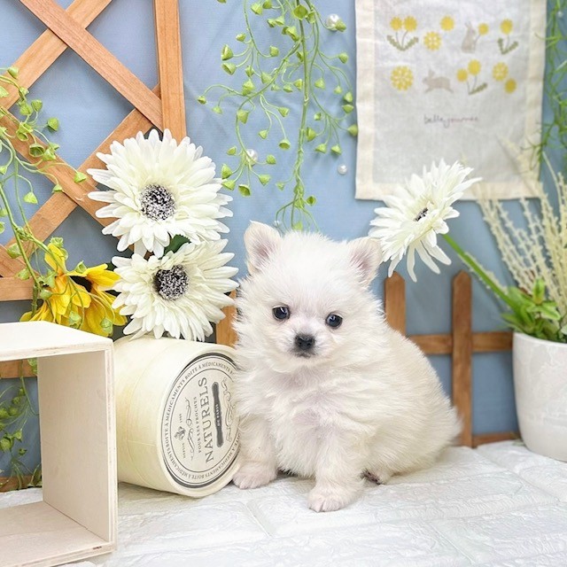 千葉県のポメチワ/チワポメ/ポメチー(ポメラニアン×チワワ) (犬の家＆猫の里ワンズモール稲毛店/2025年8月12日生まれ/女の子/クリーム)の子犬の3枚目の画像
