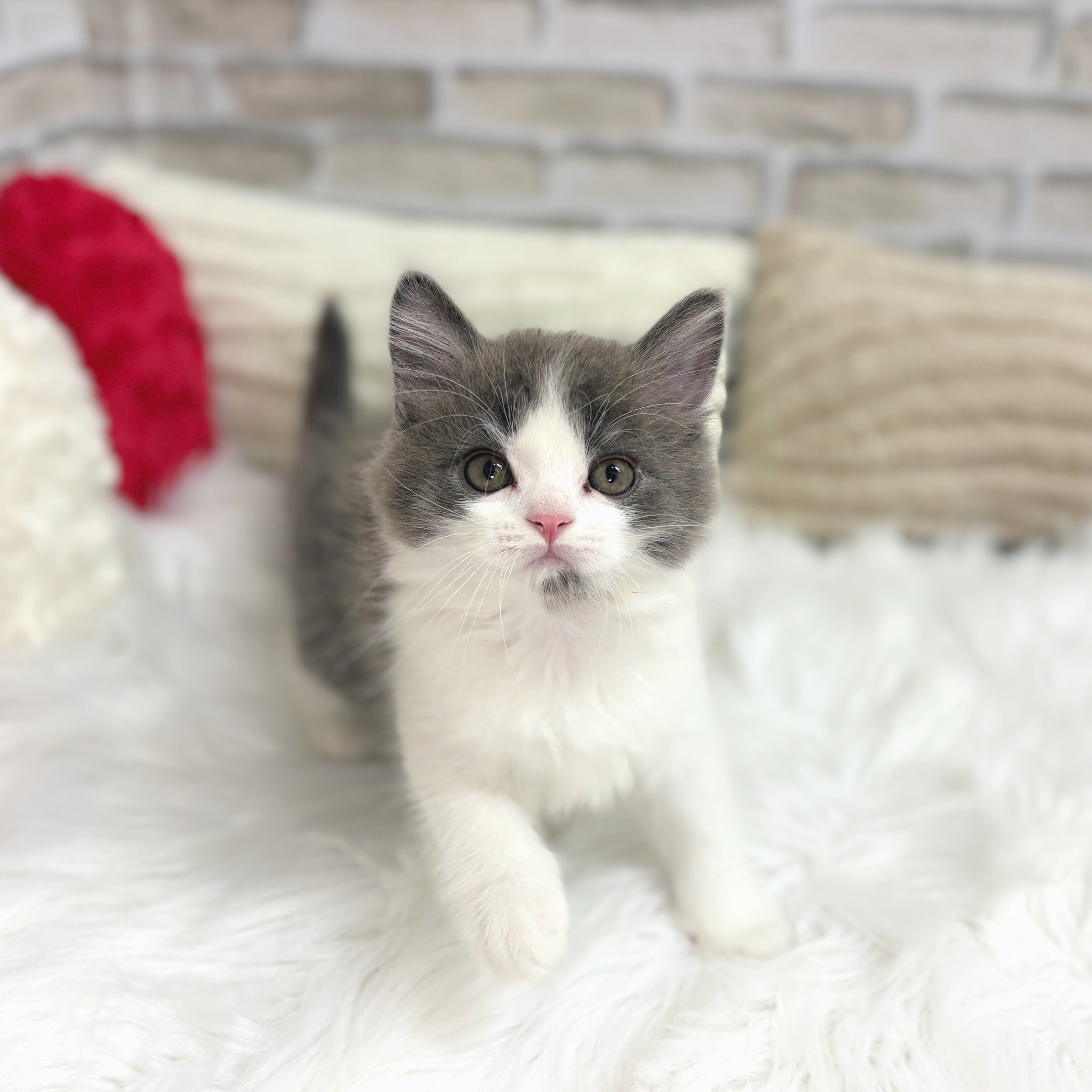 神奈川県のスコティッシュフォールド (犬の家＆猫の里モザイクモール港北店/2025年8月8日生まれ/男の子/ブルーホワイト)の子猫の1枚目の画像