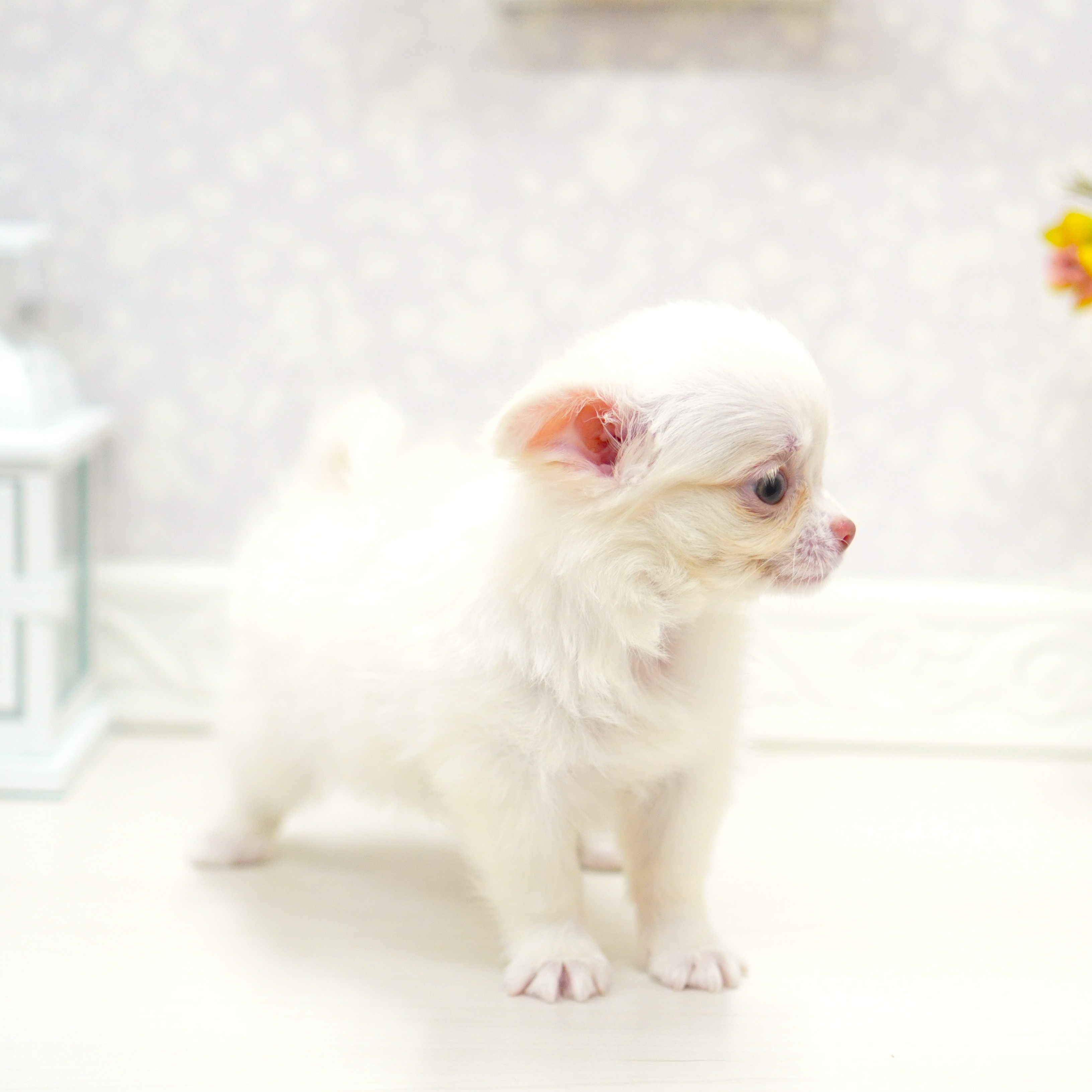 富山県のチワワ(ロング) (犬の家＆猫の里アミーゴ山室店/2025年8月12日生まれ/女の子/ホワイトクリーム)の子犬の3枚目の画像