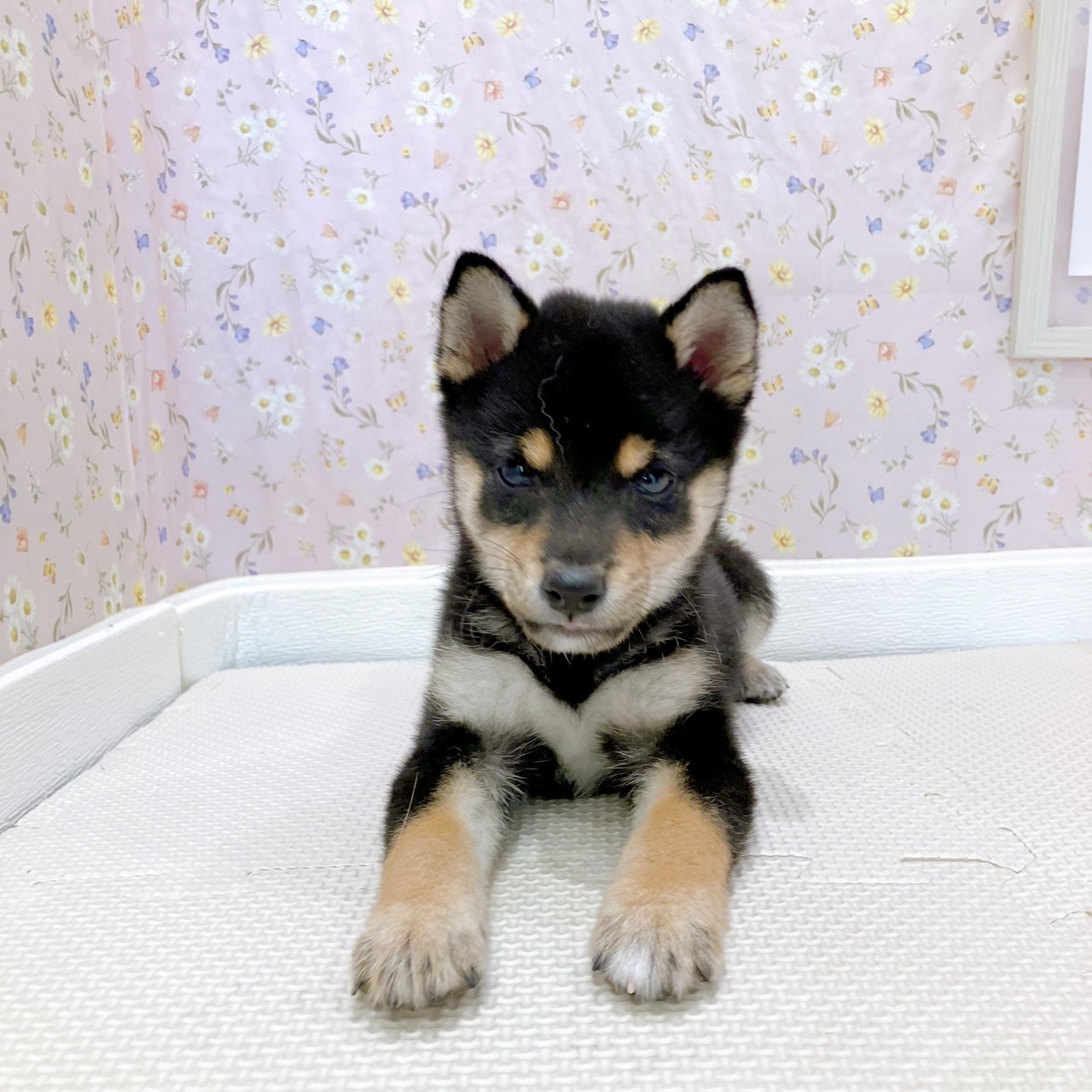 石川県の豆柴 (犬の家＆猫の里金沢店/2025年8月11日生まれ/女の子/黒)の子犬の3枚目の画像