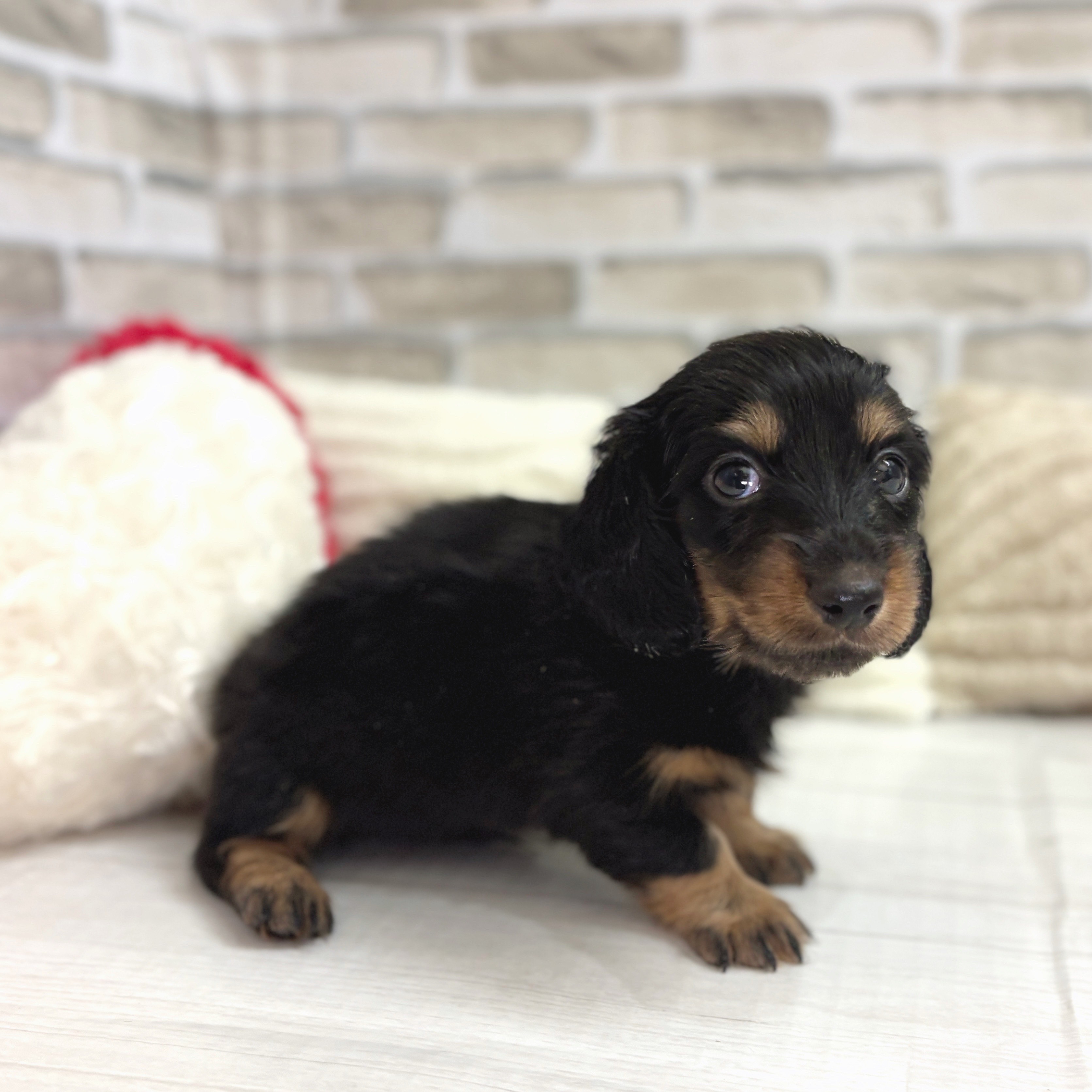 神奈川県のミニチュアダックスフンド(ロング) (犬の家＆猫の里モザイクモール港北店/2025年8月12日生まれ/男の子/ブラックタン)の子犬の3枚目の画像