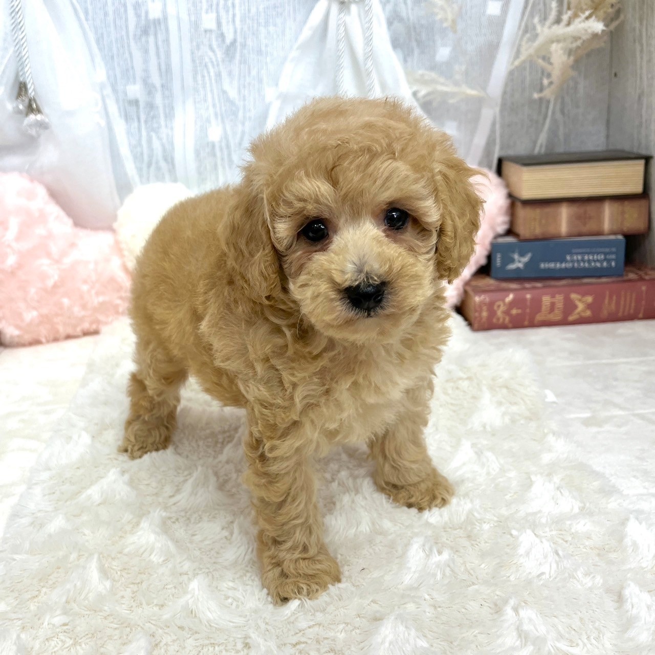神奈川県のトイプードル(トイ) (犬の家＆猫の里相模原店/2025年8月11日生まれ/女の子/クリーム)の子犬の3枚目の画像