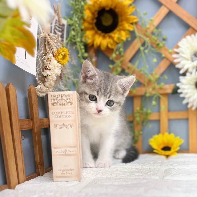 千葉県のスコティッシュフォールド (犬の家＆猫の里ワンズモール稲毛店/2025年8月12日生まれ/女の子/ブルータビーホワイト)の子猫の3枚目の画像