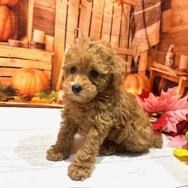 福岡県のタイニープードル (犬の家＆猫の里トリアス久山店/2025年8月9日生まれ/男の子/レッド)の子犬の3枚目の画像