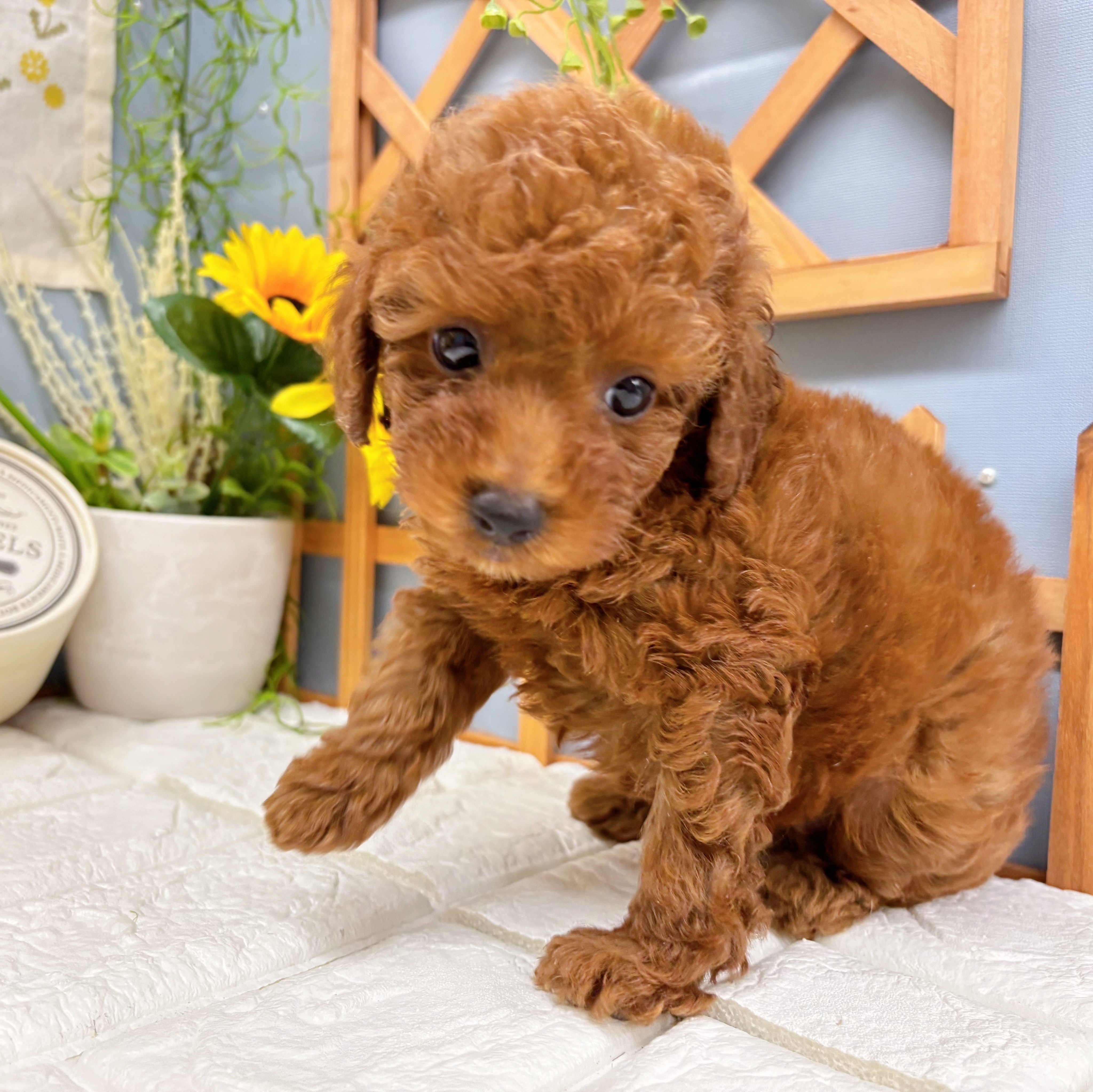 千葉県のトイプードル(トイ) (犬の家＆猫の里ワンズモール稲毛店/2025年8月11日生まれ/女の子/レッド)の子犬の3枚目の画像