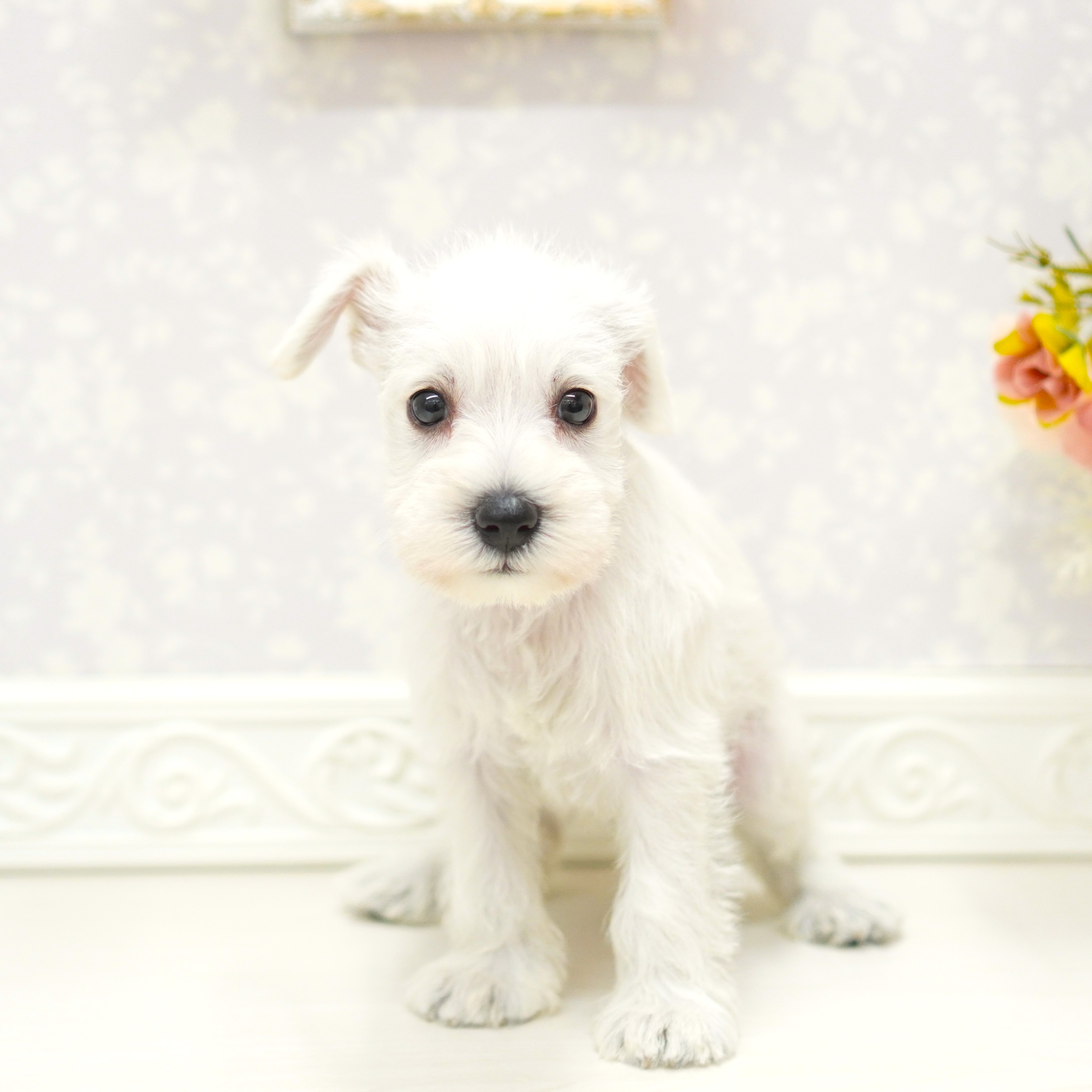 富山県のミニチュアシュナウザー (犬の家＆猫の里アミーゴ山室店/2025年8月10日生まれ/女の子/ホワイト)の子犬の1枚目の画像