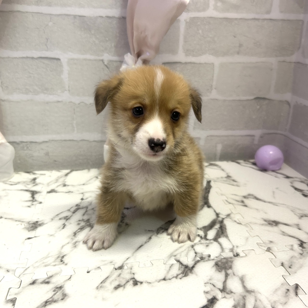 愛知県のウェルシュコーギーペンブローク (犬の家＆猫の里岡崎店/2025年8月10日生まれ/男の子/セーブルホワイト)の子犬の3枚目の画像