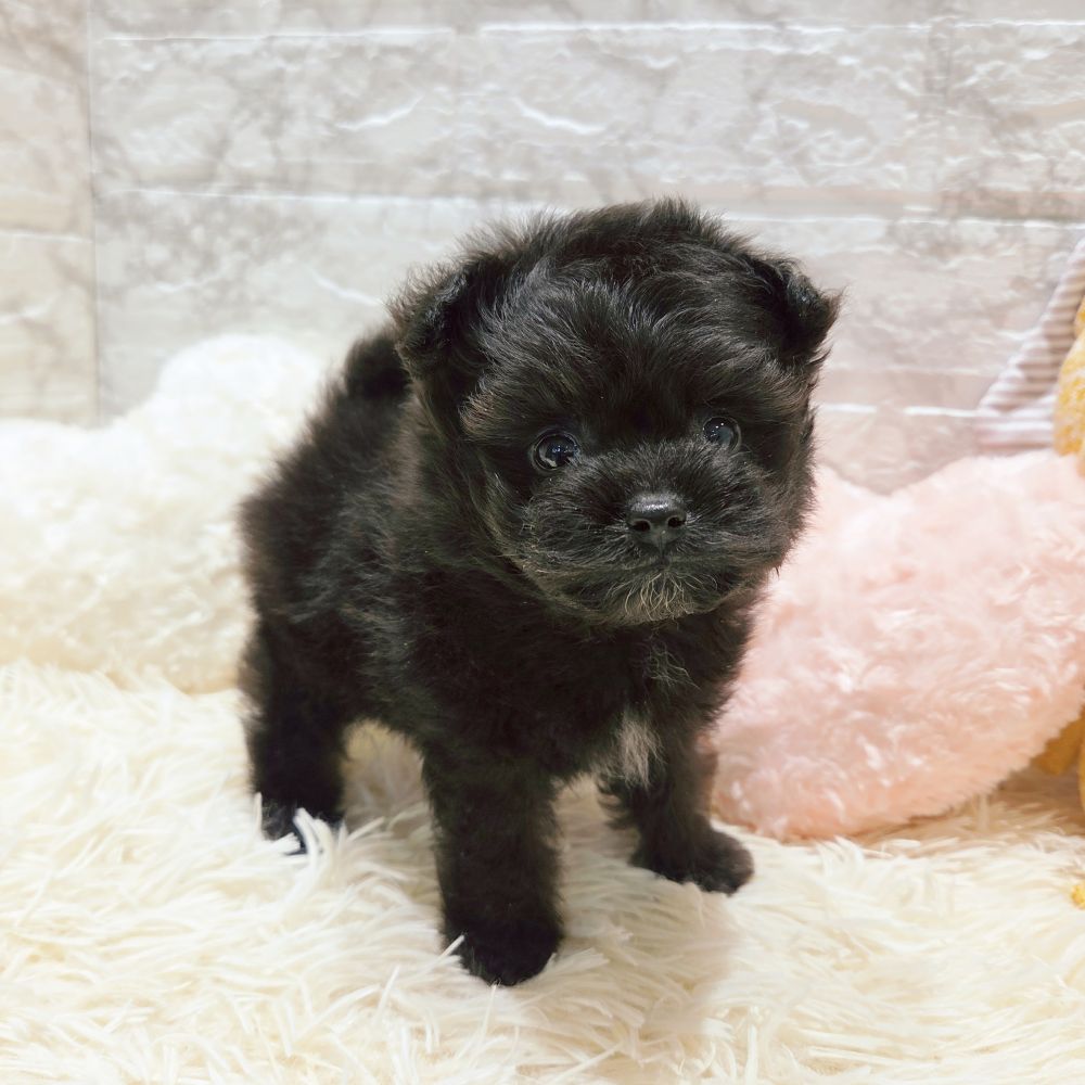 愛知県のポメプー(ポメラニアン×プードル) (犬の家＆猫の里MiO香久山店/2025年8月11日生まれ/男の子/ブラックホワイト)の子犬の3枚目の画像