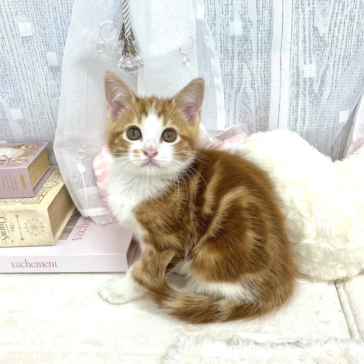 神奈川県のマンチカン (犬の家＆猫の里相模原店/2025年8月11日生まれ/男の子/レッドタビー)の子猫の3枚目の画像