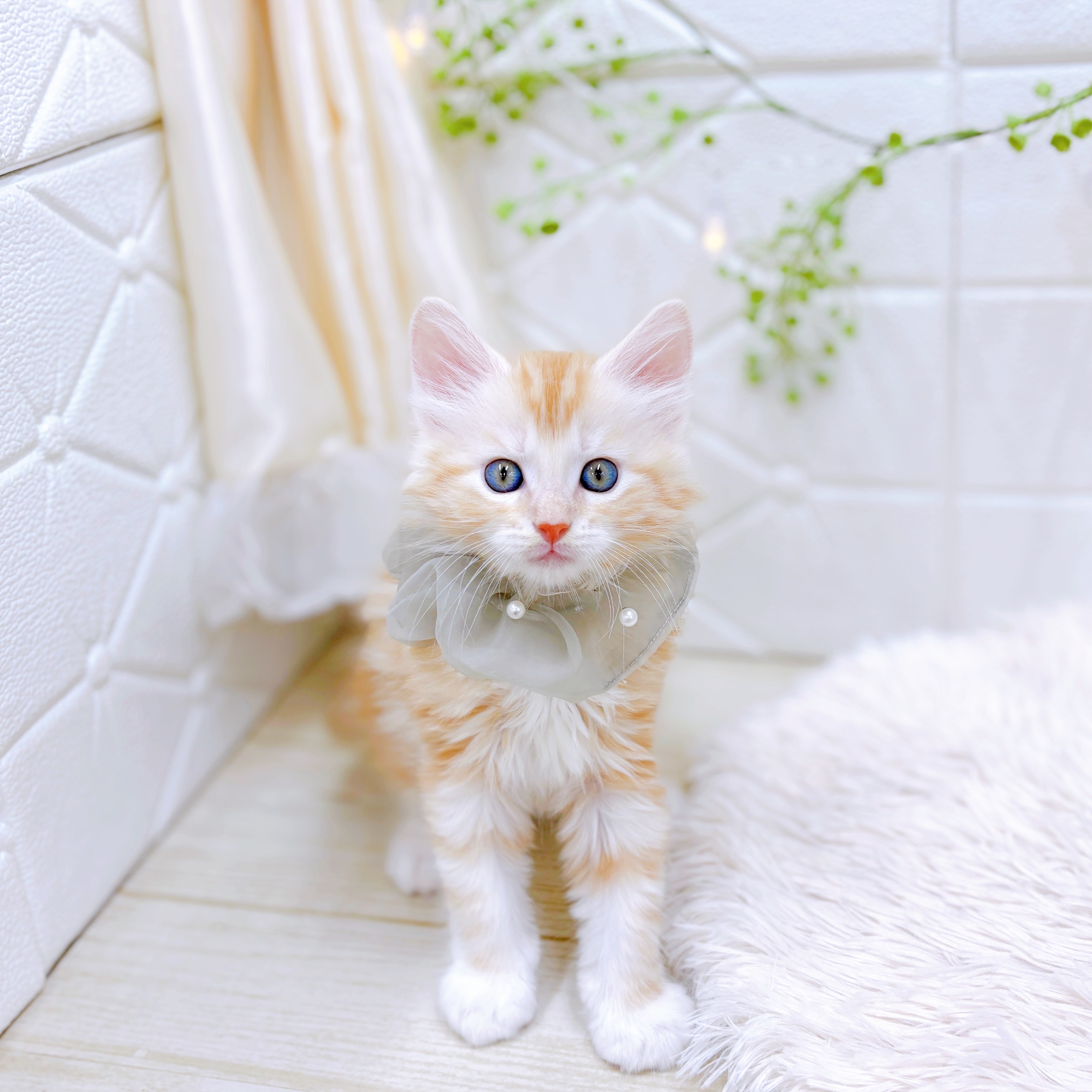 福井県のメインクーン (犬の家＆猫の里アミーゴ福井店/2025年8月12日生まれ/男の子/クリームタビー)の子猫の3枚目の画像