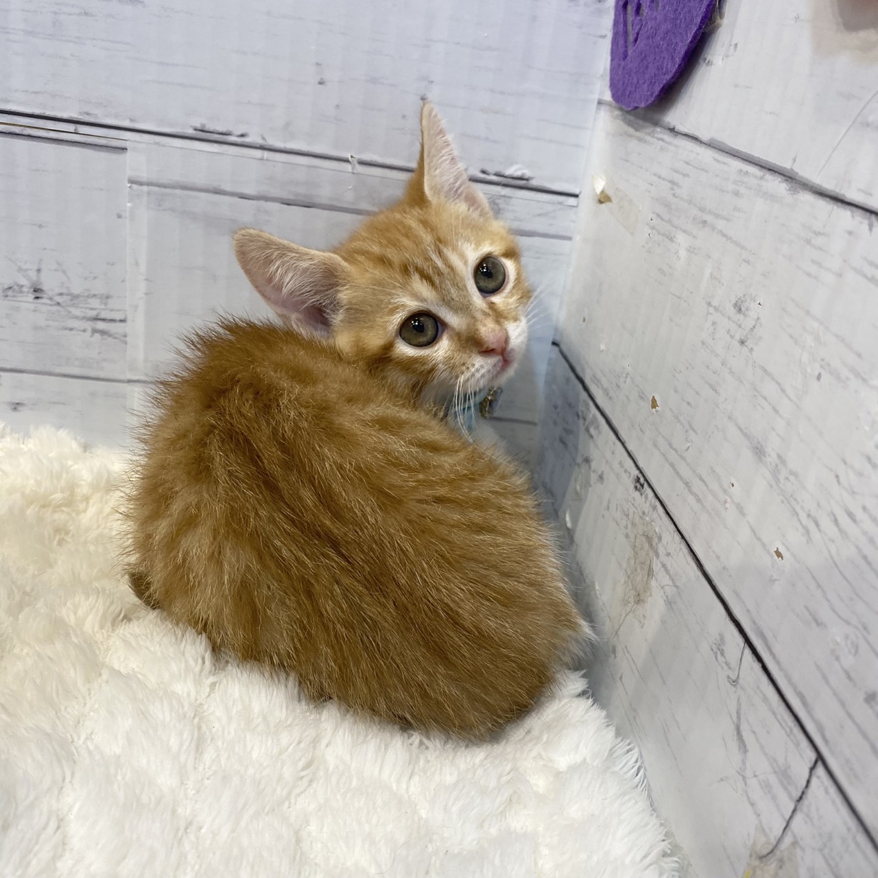 長野県のマンチカン (犬の家＆猫の里カインズ梓川店/2025年8月11日生まれ/男の子/レッドタビーホワイト)の子猫の3枚目の画像