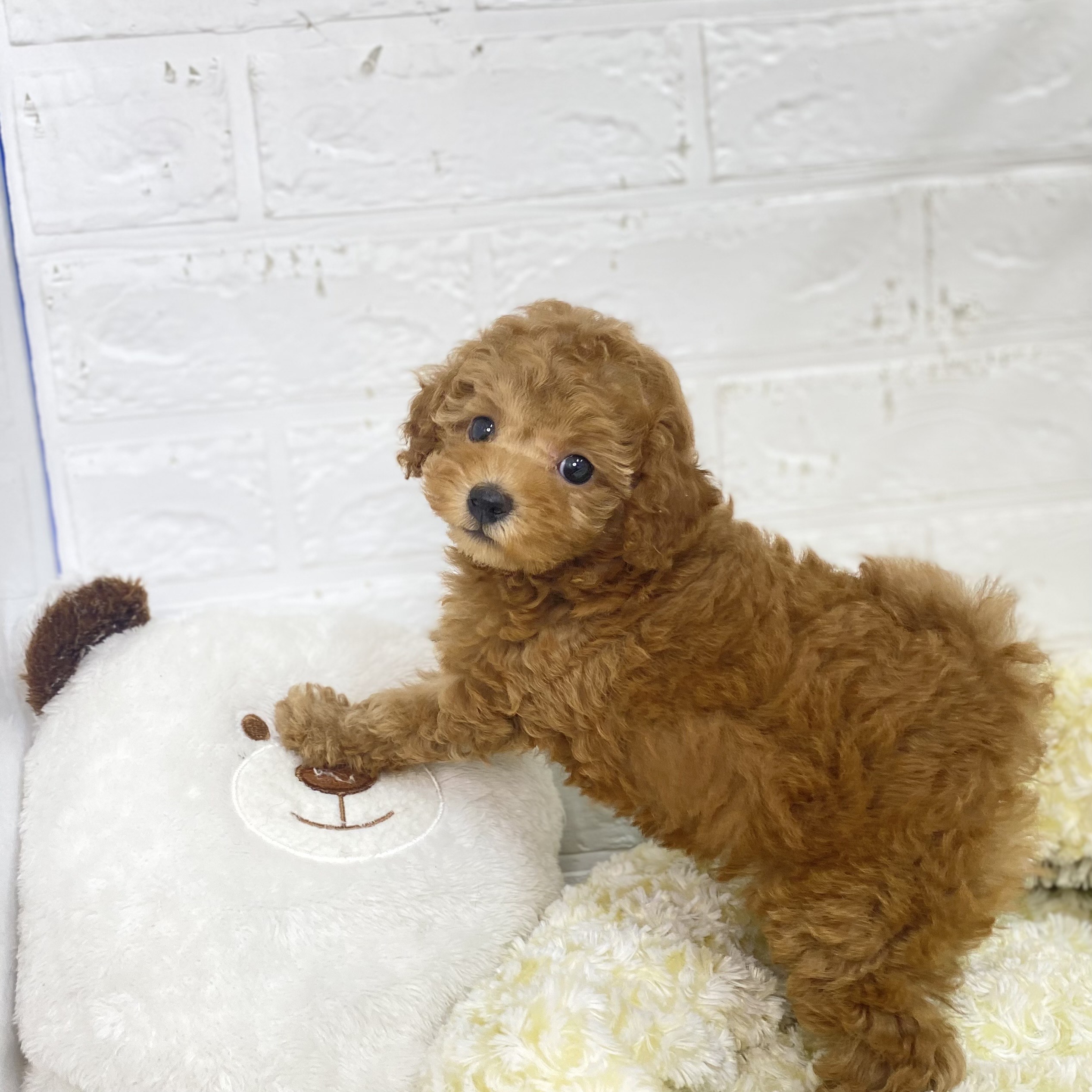 長野県のトイプードル(トイ) (犬の家＆猫の里長野店/2025年8月12日生まれ/女の子/オレンジフォーン)の子犬の3枚目の画像