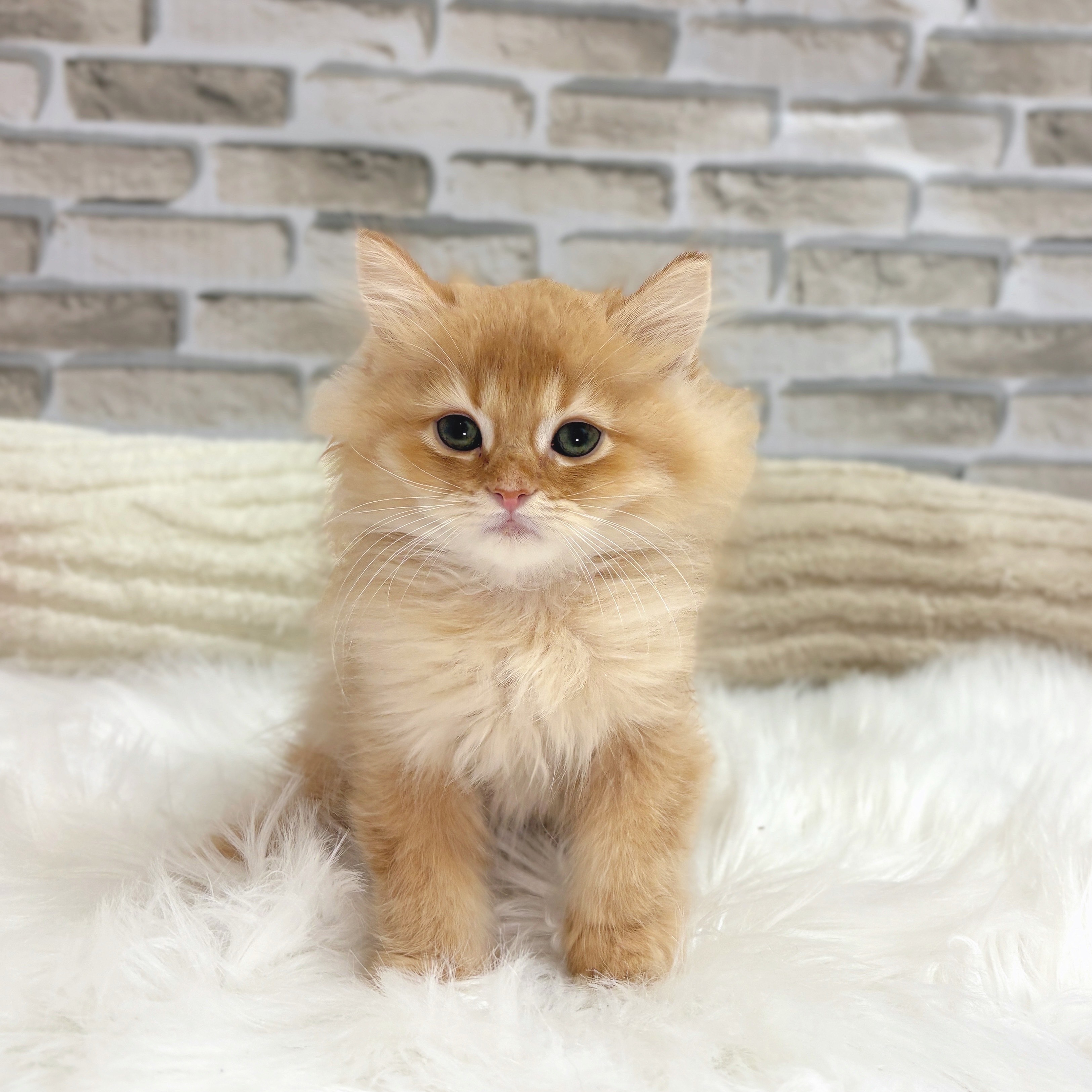 神奈川県のミヌエット (犬の家＆猫の里モザイクモール港北店/2025年8月9日生まれ/男の子/レッドタビー)の子猫の1枚目の画像