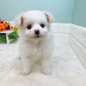 静岡県のポメビション(ポメラニアン×ビションフリーゼ) (犬の家＆猫の里マークイズ静岡店/2025年8月11日生まれ/男の子/クリームホワイト)の子犬の3枚目の画像