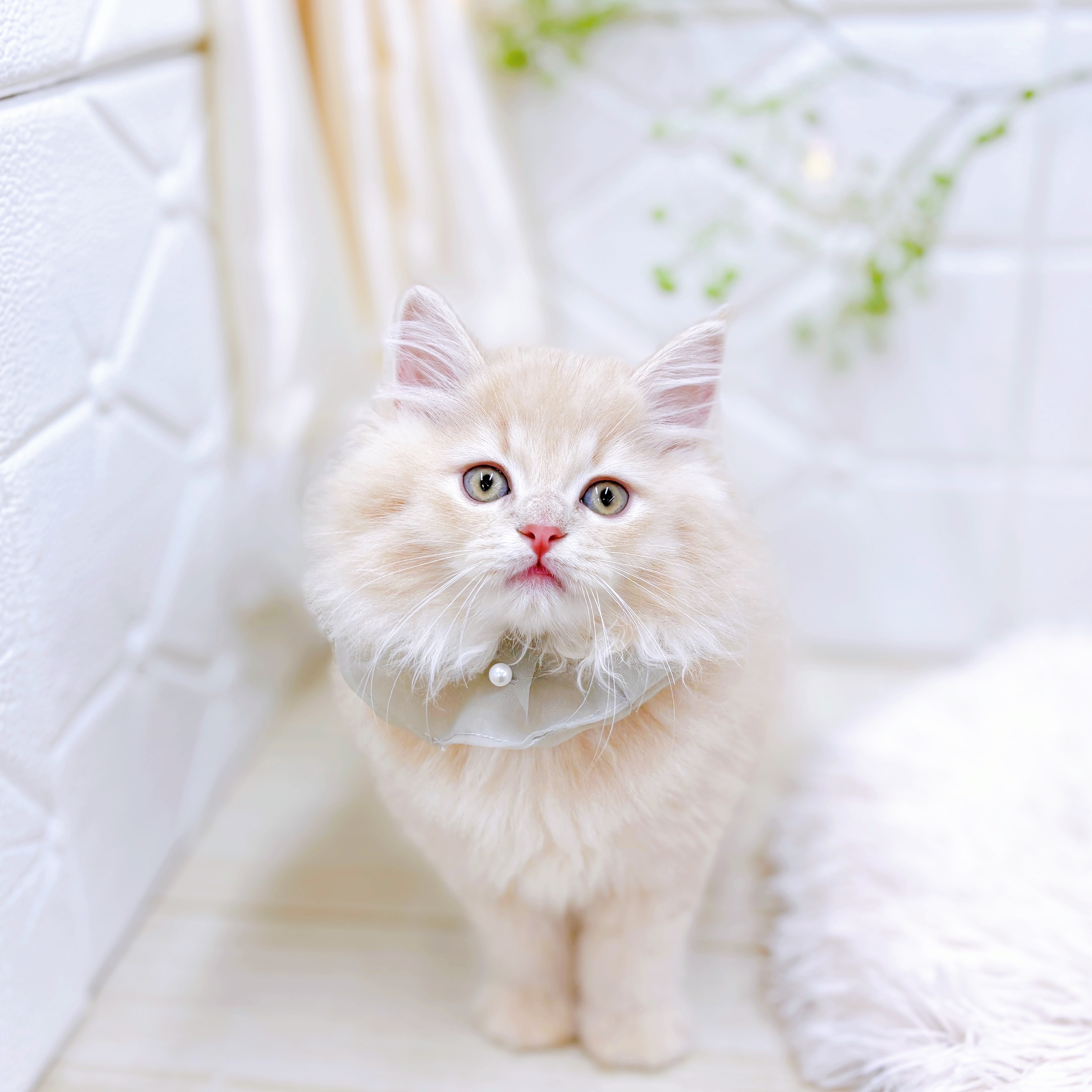 福井県のマンチカン (犬の家＆猫の里アミーゴ福井店/2025年8月12日生まれ/男の子/クリームタビー)の子猫の3枚目の画像