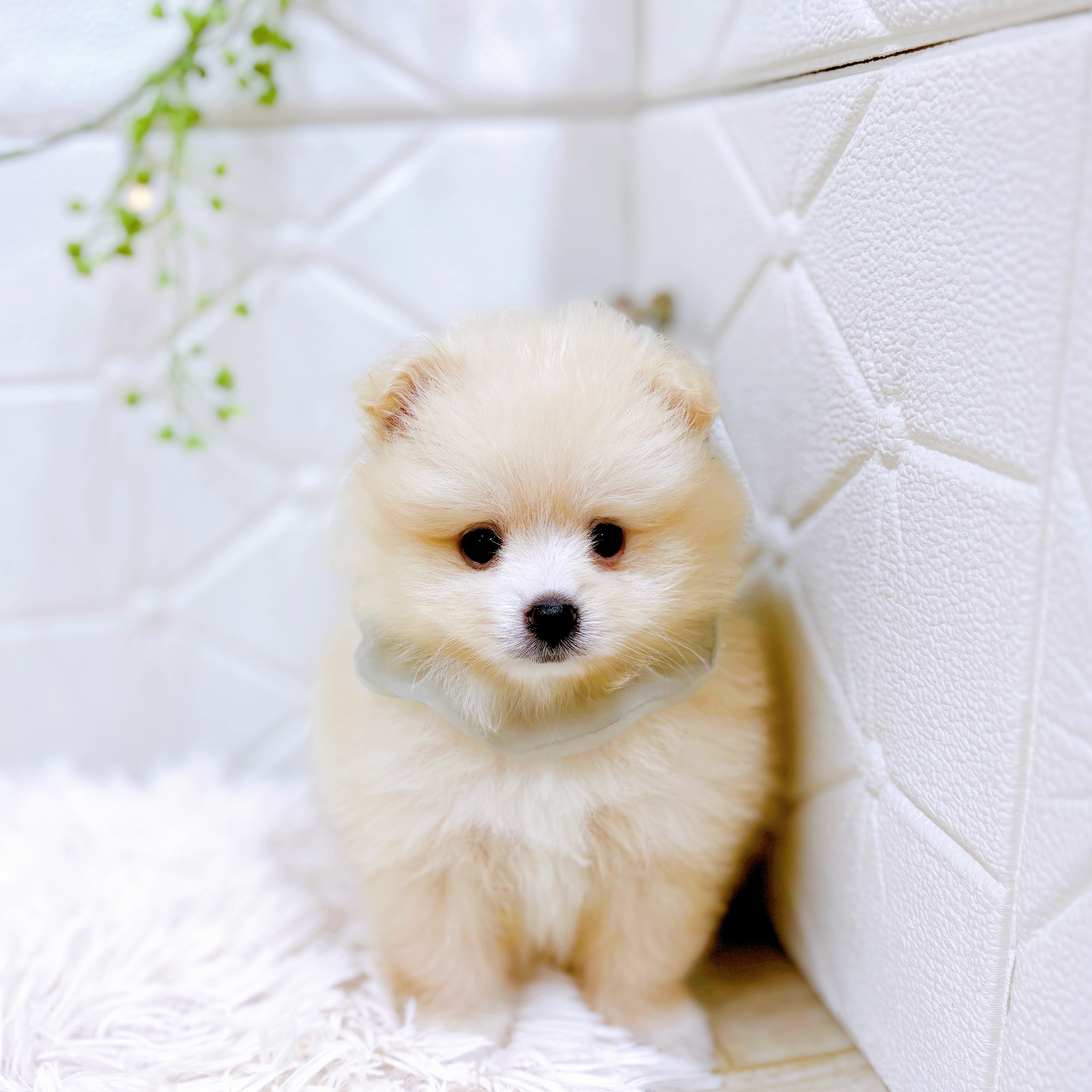 福井県のポメラニアン (犬の家＆猫の里アミーゴ福井店/2025年8月12日生まれ/男の子/クリーム)の子犬の3枚目の画像