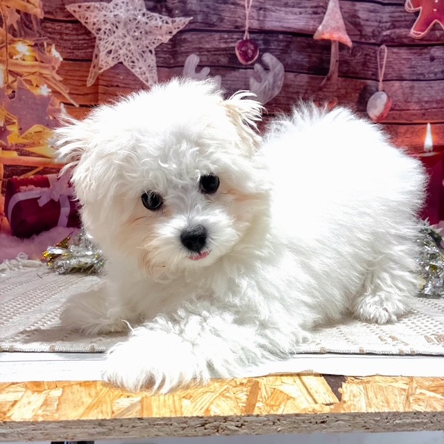 福岡県のハーフ犬・ミックス犬 (犬の家＆猫の里トリアス久山店/2025年8月6日生まれ/女の子/ホワイト)の子犬の3枚目の画像