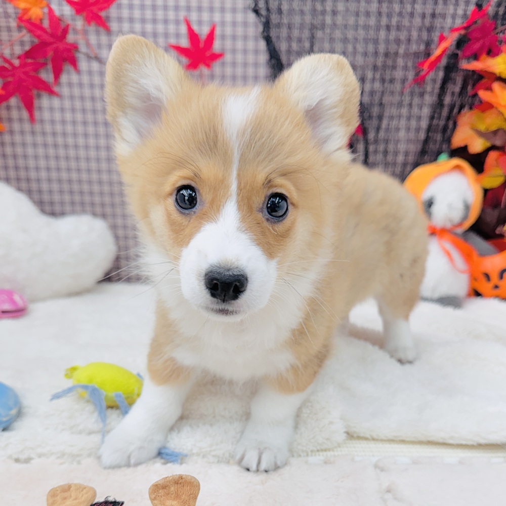 愛知県のウェルシュコーギーペンブローク (犬の家＆猫の里エアポートウォーク店/2025年8月6日生まれ/男の子/セーブルホワイト)の子犬の3枚目の画像
