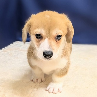 愛知県のウェルシュコーギーペンブローク (犬の家＆猫の里一宮店/2025年8月12日生まれ/男の子/レッドホワイト)の子犬の3枚目の画像