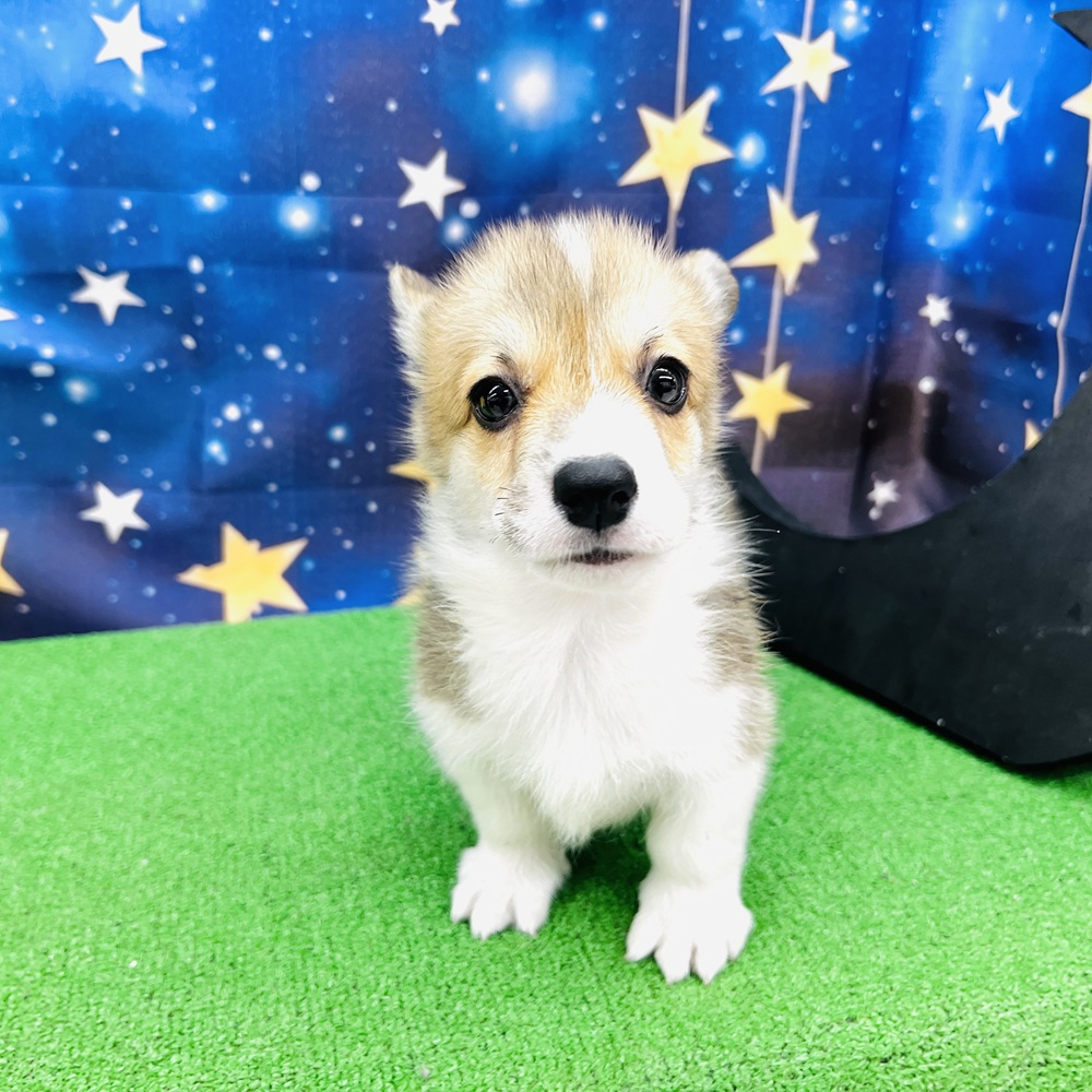 愛知県のウェルシュコーギーペンブローク (犬の家＆猫の里名古屋天白店/2025年8月12日生まれ/男の子/レッドホワイト)の子犬の3枚目の画像