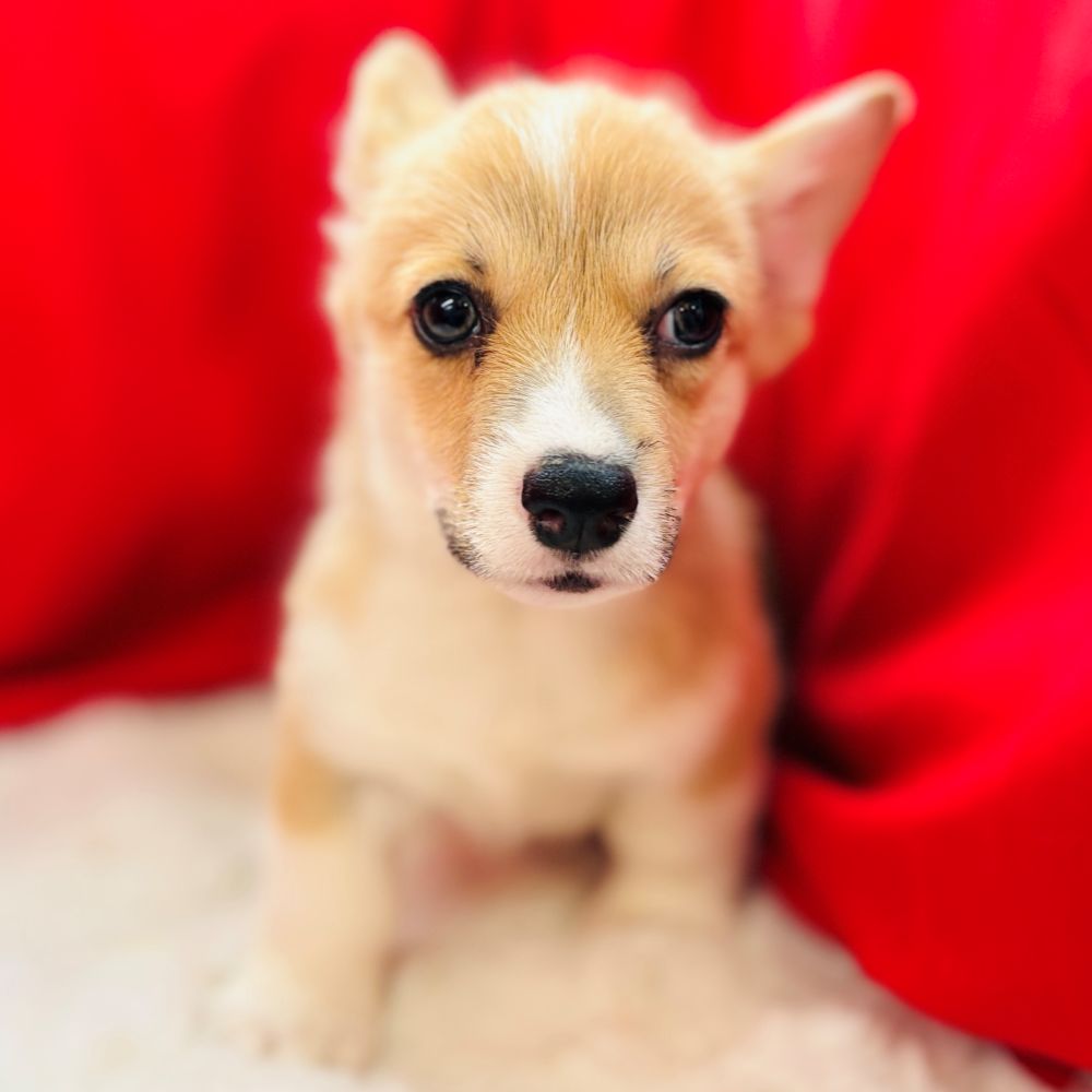 愛知県のウェルシュコーギーペンブローク (犬の家＆猫の里愛知刈谷店/2025年8月12日生まれ/女の子/レッドホワイト)の子犬の3枚目の画像