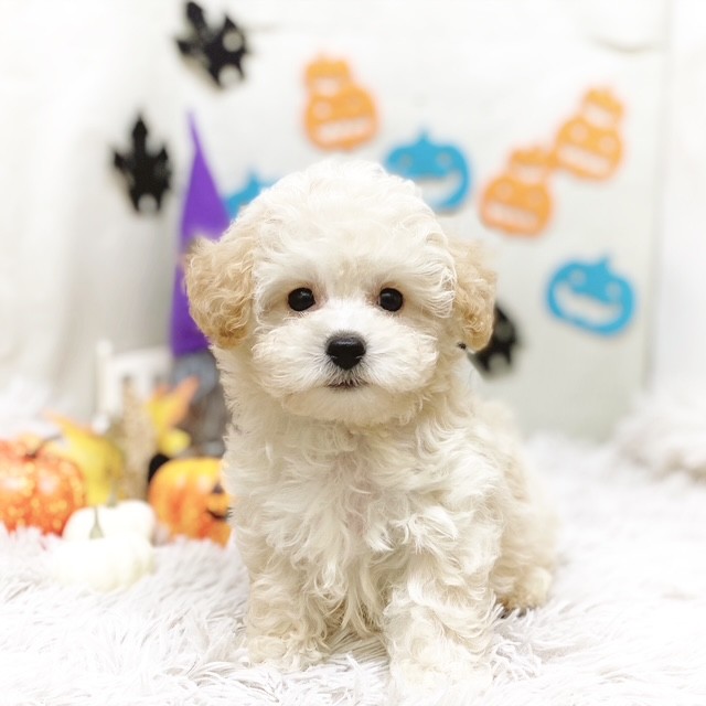 静岡県のビションプー(ビションフリーゼ×プードル) (犬の家＆猫の里藤枝店/2025年8月18日生まれ/男の子/クリーム)の子犬の3枚目の画像