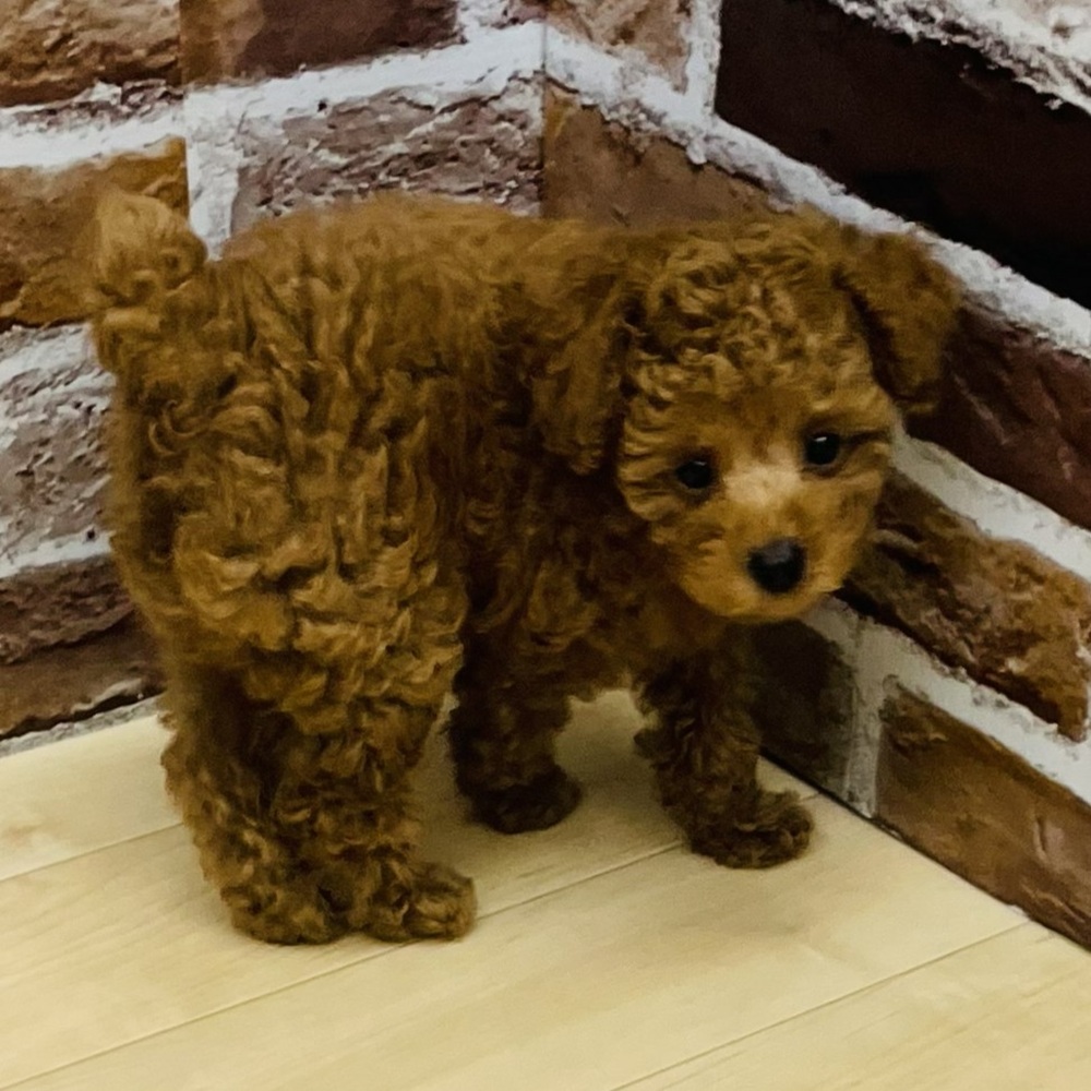 愛知県のトイプードル(トイ) (犬の家＆猫の里七宝店/2025年8月13日生まれ/男の子/レッド)の子犬の3枚目の画像
