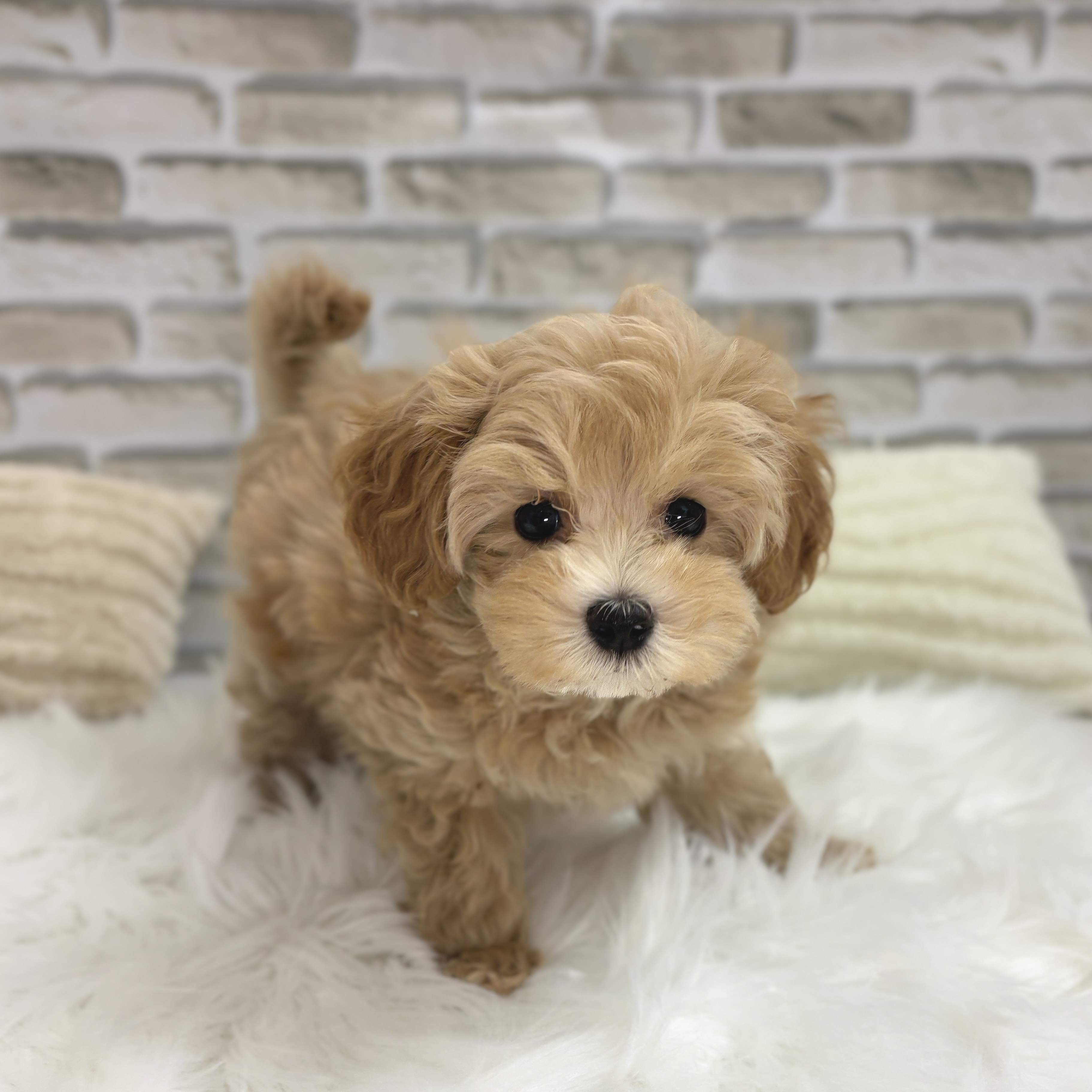 神奈川県のマルプー(マルチーズ×プードル) (犬の家＆猫の里モザイクモール港北店/2025年9月7日生まれ/男の子/アプリコット)の子犬の3枚目の画像