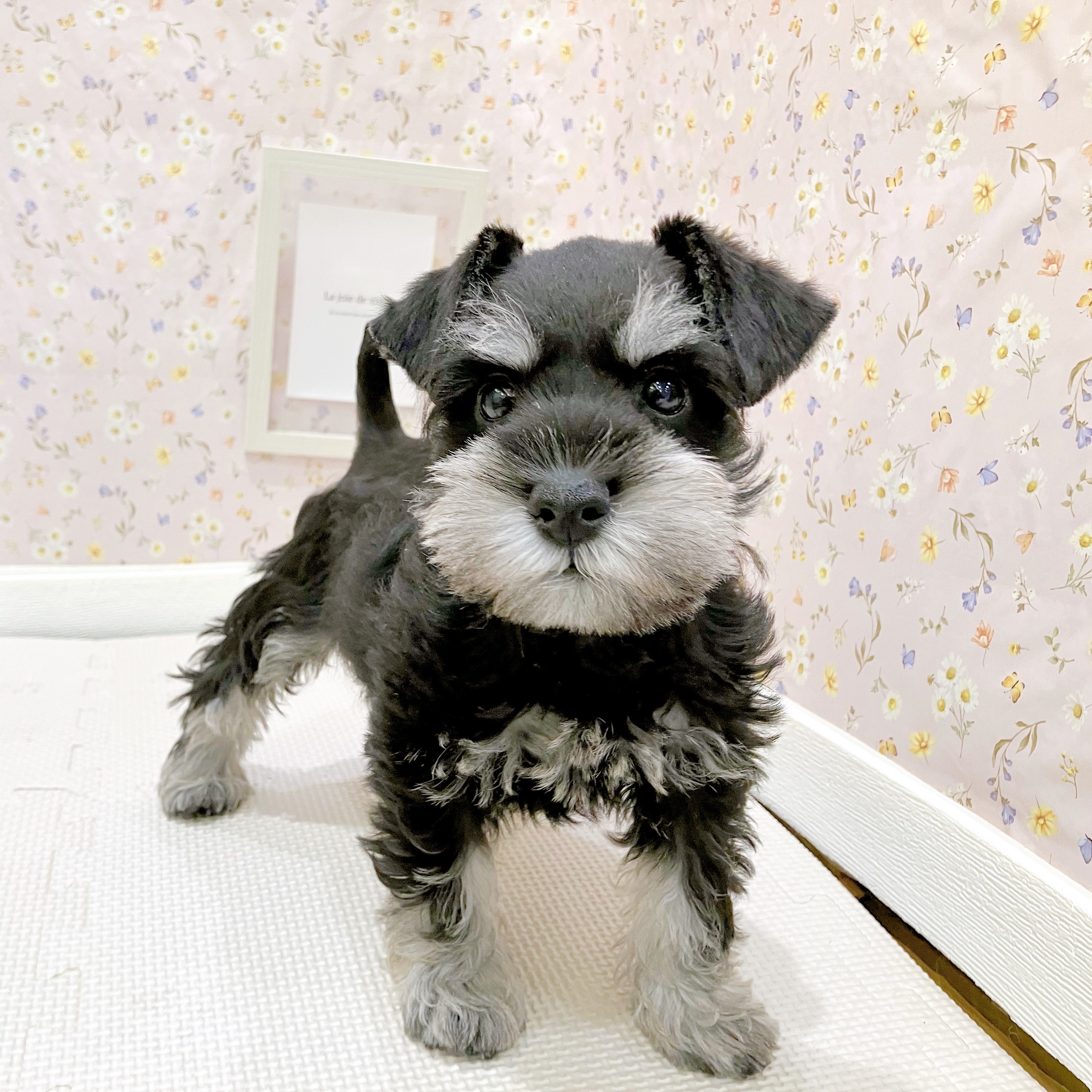 石川県のミニチュアシュナウザー (犬の家＆猫の里金沢店/2025年8月11日生まれ/女の子/ブラックシルバー)の子犬の3枚目の画像