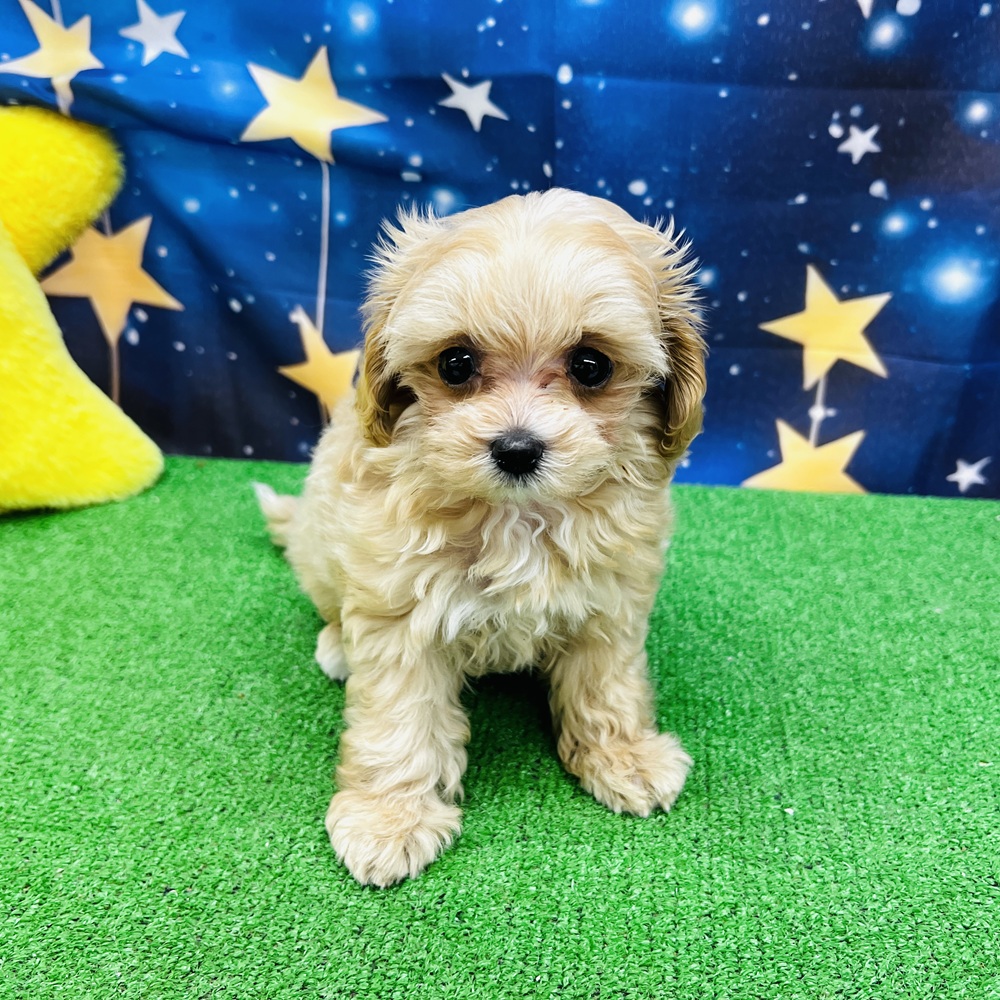 愛知県のマルプー(マルチーズ×プードル) (犬の家＆猫の里名古屋天白店/2025年8月12日生まれ/女の子/アプリコット)の子犬の3枚目の画像
