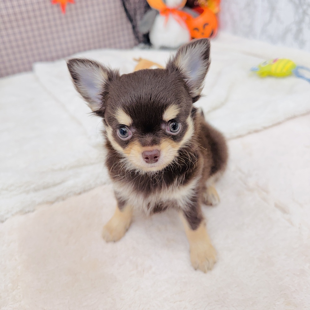 愛知県のチワワ(ロング) (犬の家&猫の里エアポートウォーク店/2025年8月13日生まれ/男の子/チョコレートタン)の子犬