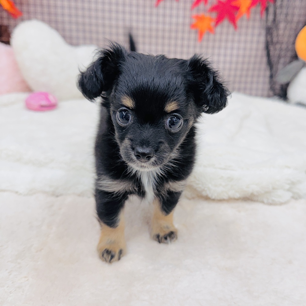 愛知県のチワックス(チワワ×ダックス) (犬の家＆猫の里エアポートウォーク店/2025年8月12日生まれ/女の子/ブラックタン)の子犬の3枚目の画像