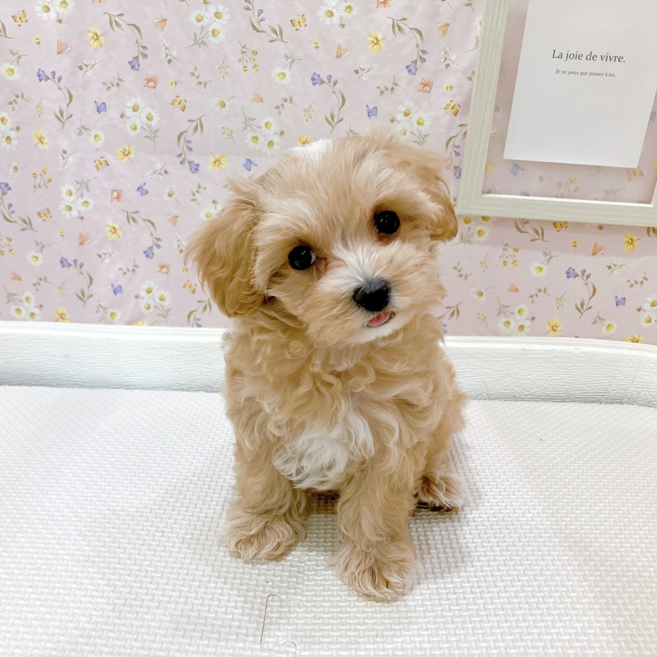 石川県のマルプー(マルチーズ×プードル) (犬の家＆猫の里金沢店/2025年8月11日生まれ/女の子/アプリコット)の子犬の3枚目の画像