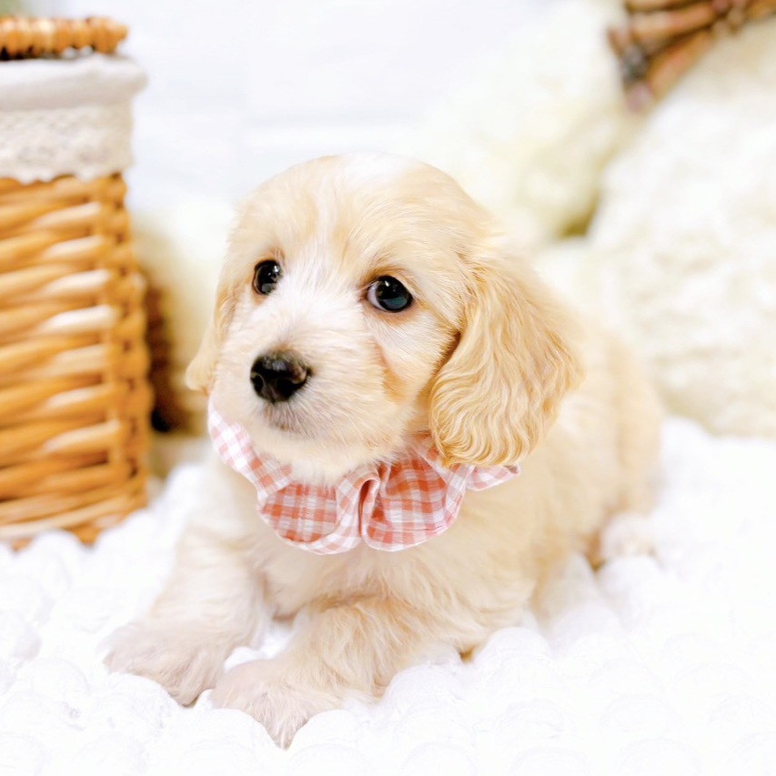 滋賀県のマルックス(マルチーズ×ダックス) (犬の家＆猫の里近江八幡店/2025年8月12日生まれ/女の子/クリームホワイト)の子犬の3枚目の画像