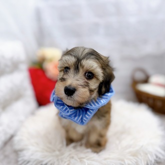 滋賀県のマルックス(マルチーズ×ダックス) (犬の家＆猫の里長浜店/2025年8月12日生まれ/男の子/フォーン)の子犬の3枚目の画像