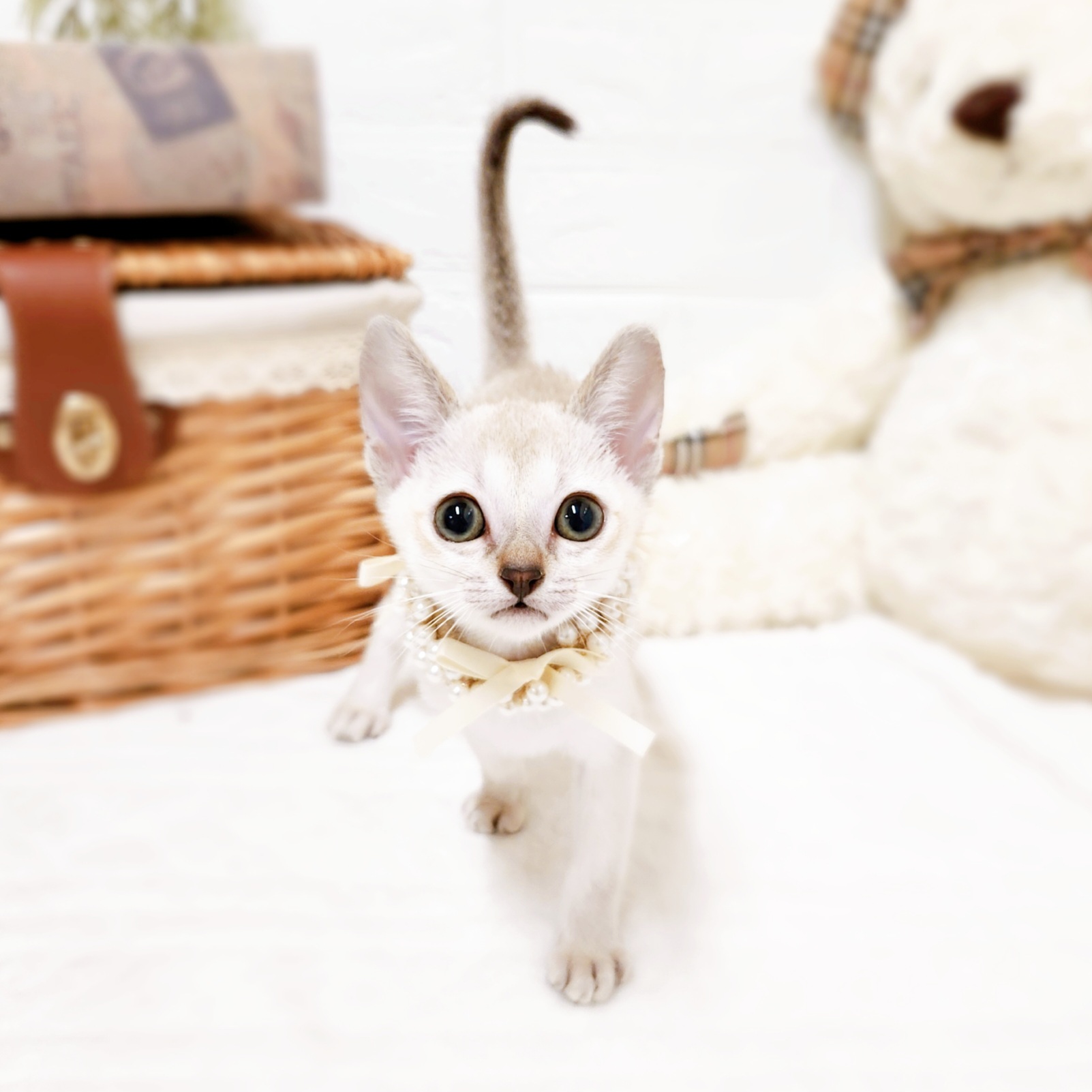 滋賀県のシンガプーラ (犬の家＆猫の里近江八幡店/2025年8月2日生まれ/女の子/セピアアグーティ)の子猫の3枚目の画像