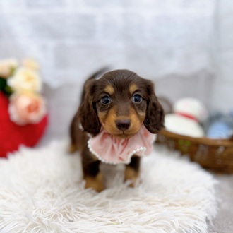 滋賀県のミニチュアダックスフンド(ロング) (犬の家＆猫の里長浜店/2025年8月13日生まれ/女の子/ブラウンタン)の子犬の1枚目の画像