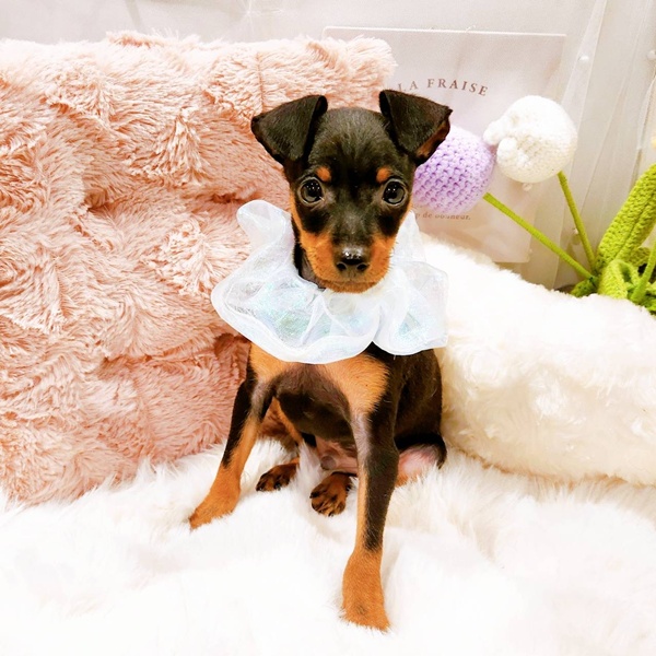 福井県のミニチュアピンシャー (犬の家＆猫の里福井店/2025年8月13日生まれ/男の子/ブラックタン)の子犬の3枚目の画像