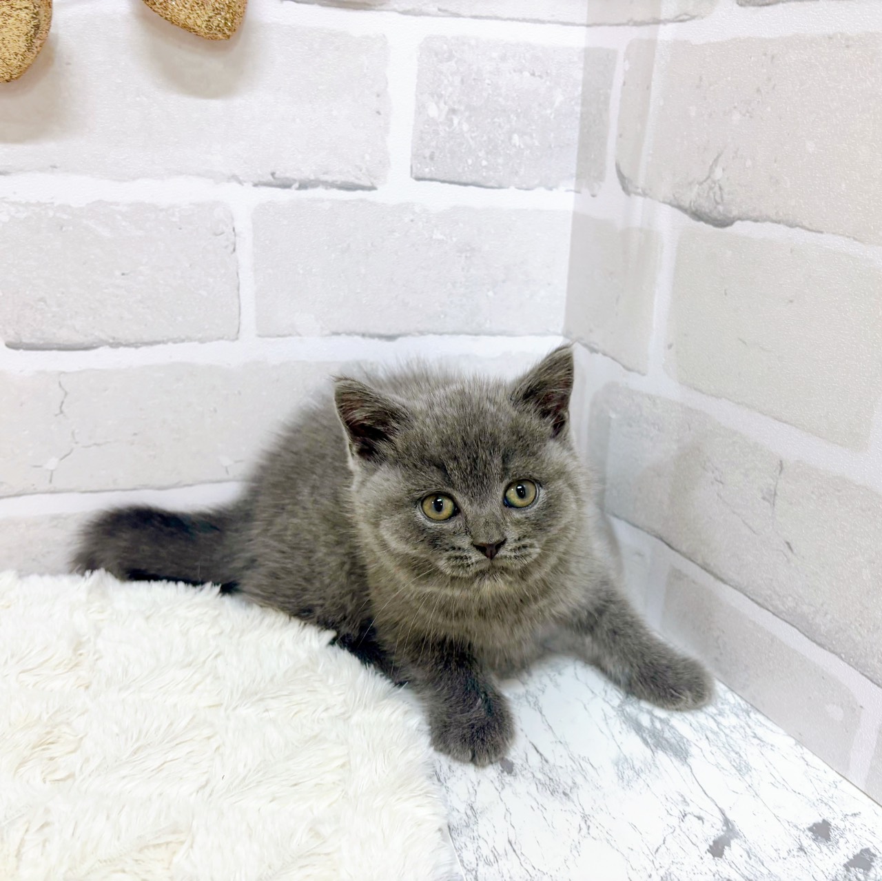 京都府のブリティッシュショートヘアー (犬の家＆猫の里京都精華店/2025年8月13日生まれ/男の子/ブルー)の子猫の3枚目の画像