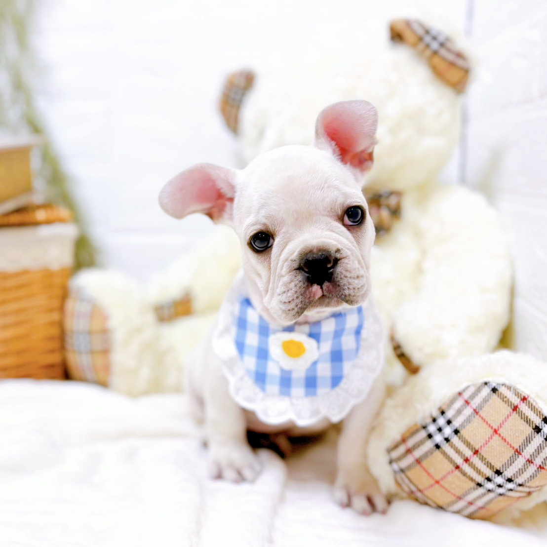 滋賀県のフレンチブルドッグ (犬の家＆猫の里近江八幡店/2025年8月12日生まれ/男の子/クリーム)の子犬の3枚目の画像