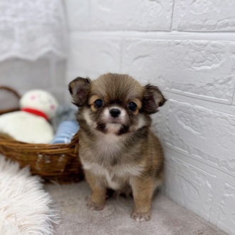 滋賀県のチワワ(ロング) (犬の家＆猫の里長浜店/2025年8月13日生まれ/男の子/レッド)の子犬の1枚目の画像