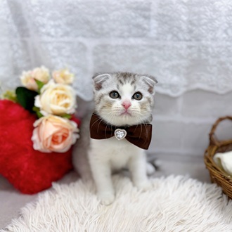 滋賀県のスコティッシュフォールド (犬の家＆猫の里長浜店/2025年8月10日生まれ/男の子/シルバータビーホワイト)の子猫の3枚目の画像