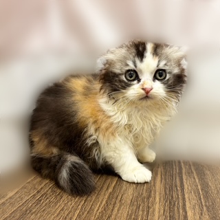 兵庫県のスコティッシュフォールド (犬の家＆猫の里カナート西神戸店/2025年8月10日生まれ/女の子/キャリコ)の子猫の3枚目の画像