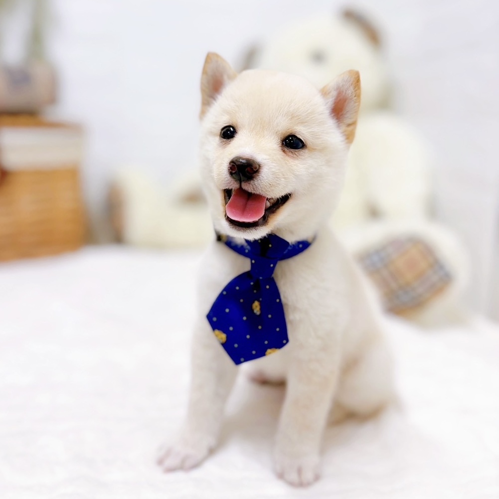 滋賀県の豆柴 (犬の家＆猫の里近江八幡店/2025年8月8日生まれ/男の子/白)の子犬の3枚目の画像